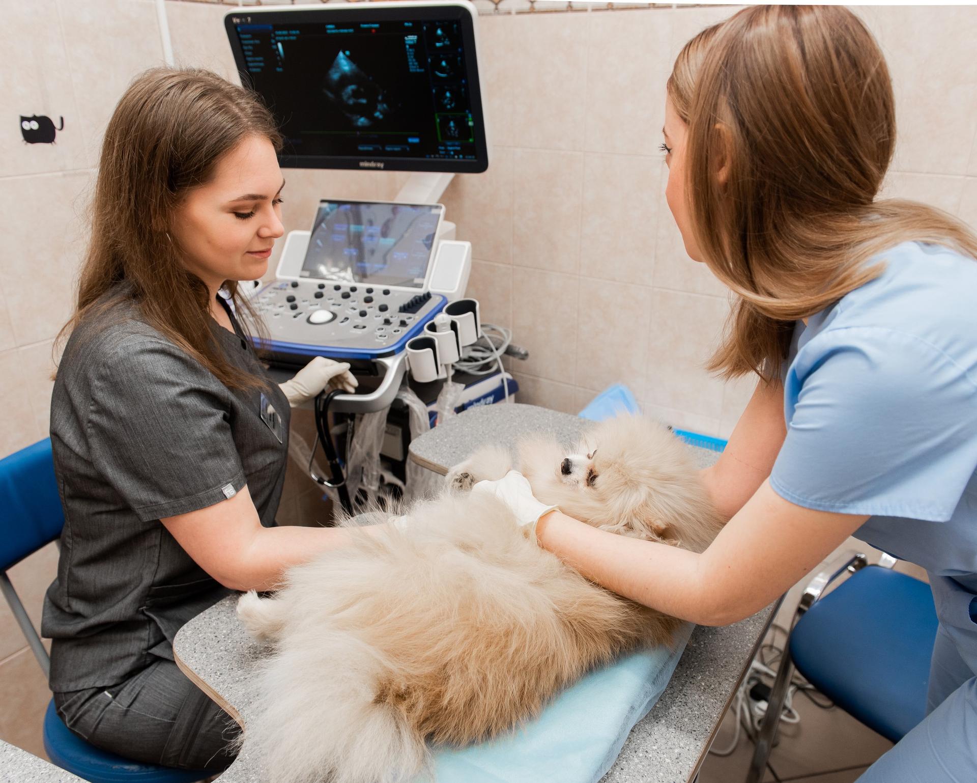 Ультразвуковое исследование Репродуктивной системы кошек и собак. Беременность и роды.
